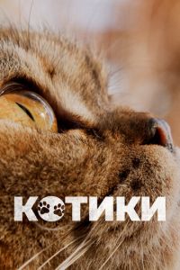 Котики ( 2022 )